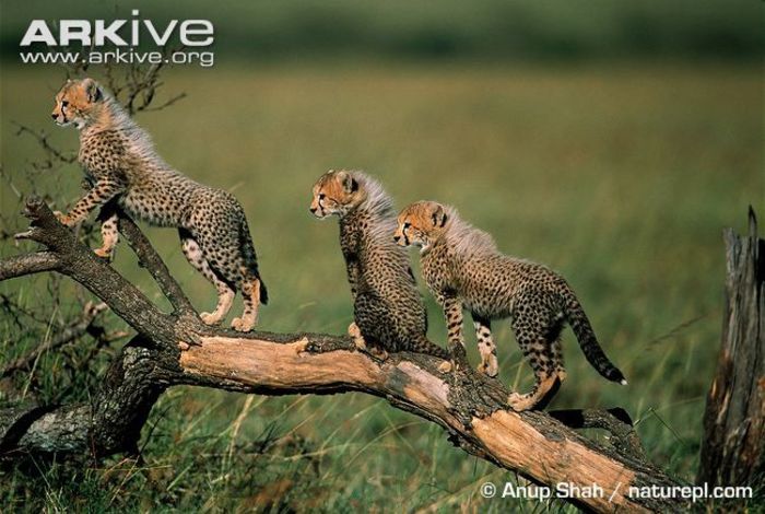 Cheetah-cubs-playing - x12-Cel mai rapid mamifer