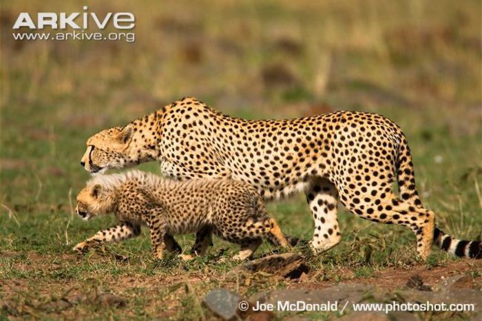 Cheetah-cub-stalking-with-female - x12-Cel mai rapid mamifer