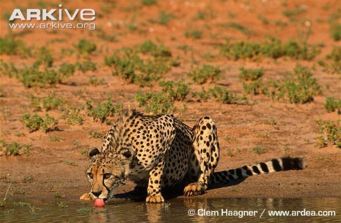 Cheetah-drinking - x12-Cel mai rapid mamifer