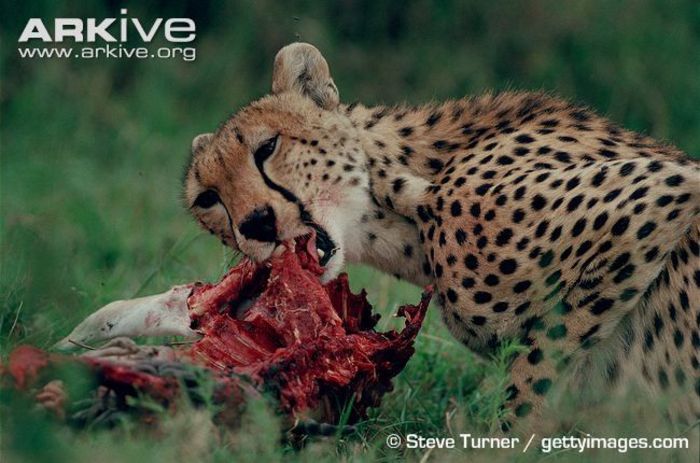 Female-cheetah-feeding-at-kill - x12-Cel mai rapid mamifer