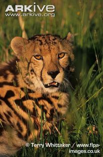King-cheetah-head-detail - x12-Cel mai rapid mamifer