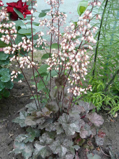 P1170350 - Heuchera