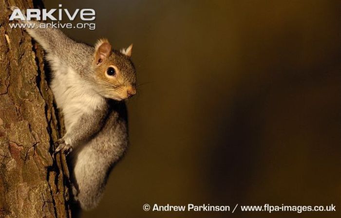 Grey-squirrel-climbing-tree-trunk