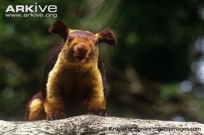 Male-Indian-giant-squirrel-portrait - x01-Veverita