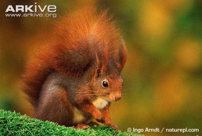 Red-squirrel - x01-Veverita