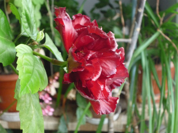 Hibiscus - Flori 2013 - Prima parte