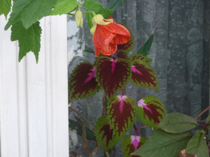 Abutilon - Flori 2013 - Prima parte