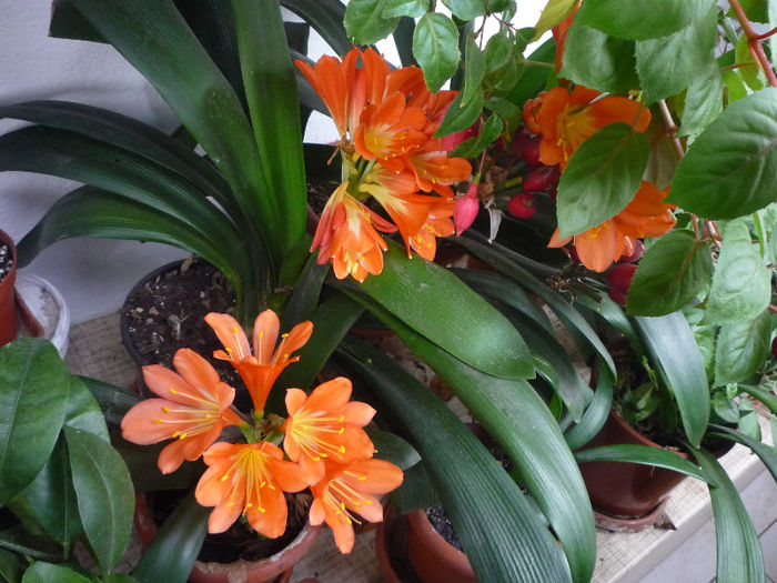 Clivia - Flori 2013 - Prima parte