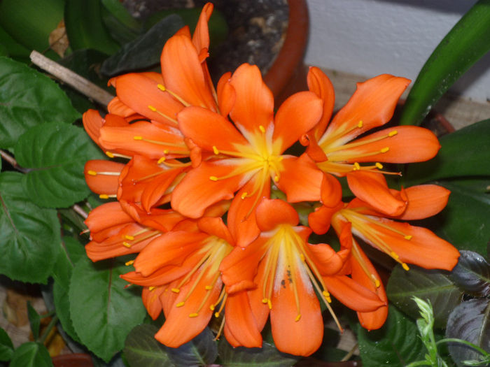 Clivia - Flori 2013 - Prima parte