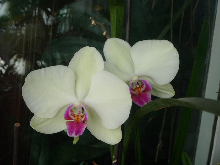 Orhidee - Flori 2013 - Prima parte