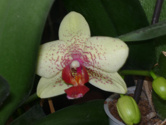 Orhidee Phalenopsis - Flori 2013 - Prima parte