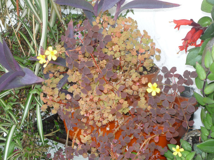 Oxalis Molten Lava si Fanny