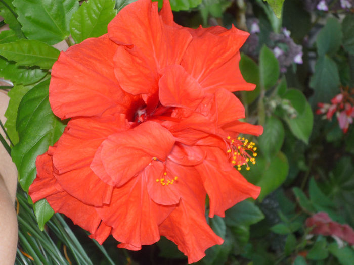 Hibiscus