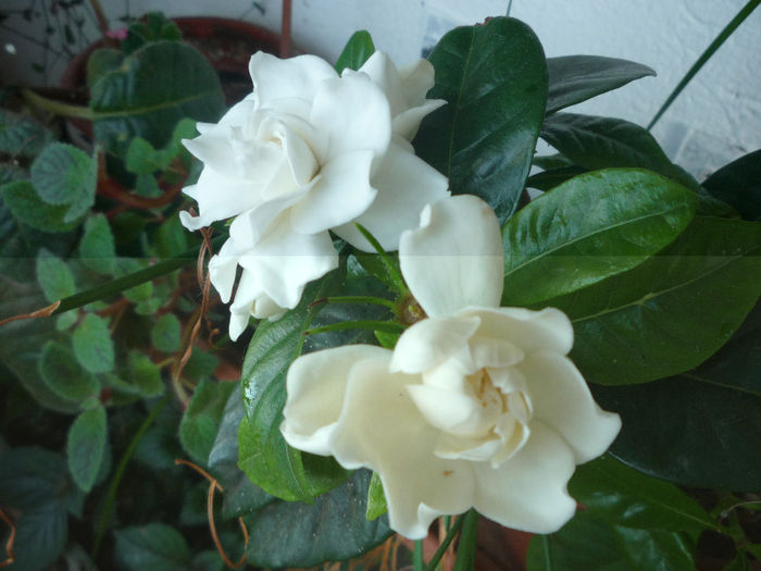 Gardenia