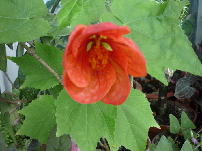Abutilon - Flori 2013 - Prima parte