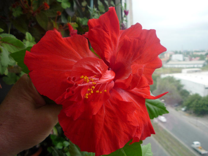 Hibiscus - Flori 2013 - Prima parte