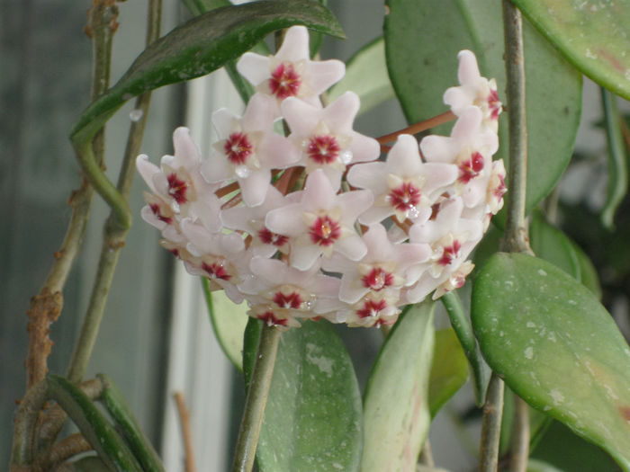 Hoya