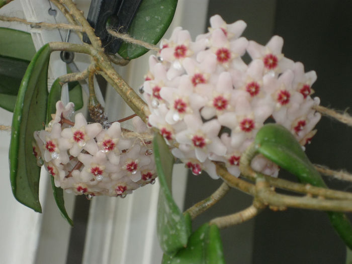 Hoya - Flori 2013 - Prima parte