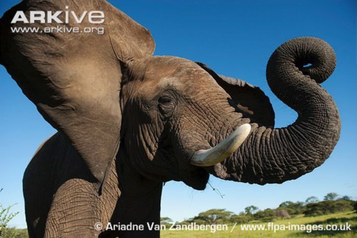 African-elephant-calf-flapping-ears