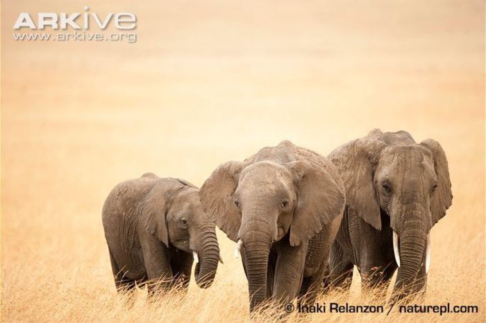 African-elephant-family - x02-Elefantii