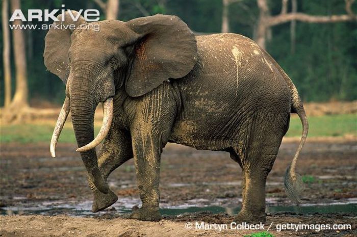 Forest-elephant-bull - x02-Elefantii