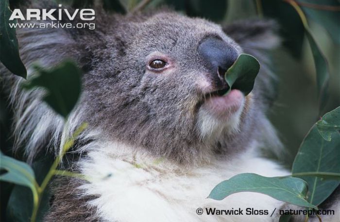 Close-up-of-a-koala-feeding-on-eucalyptus-leaves - x03-Ursul Koala