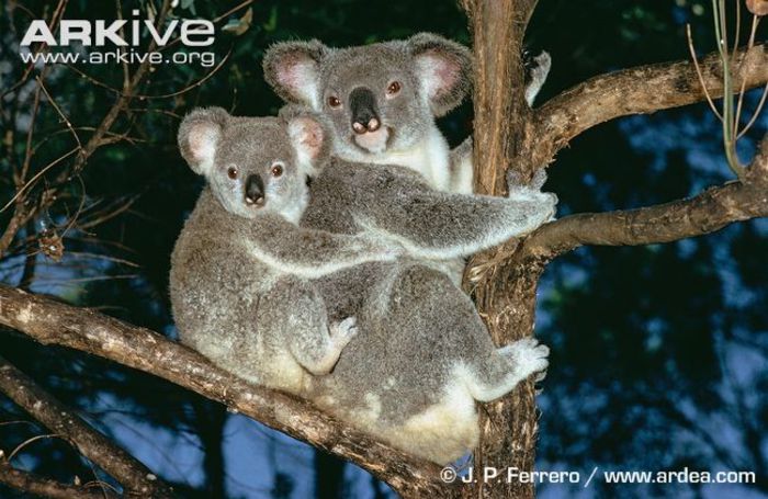 Female-koala-with-joey - x03-Ursul Koala