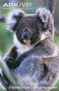 Koala - x03-Ursul Koala