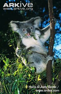 Koala-feeding-on-eucalyptus-leaves