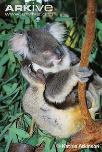 Koala-grooming-using-specialised-hind-paw