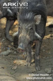 Philippine-warty-pig