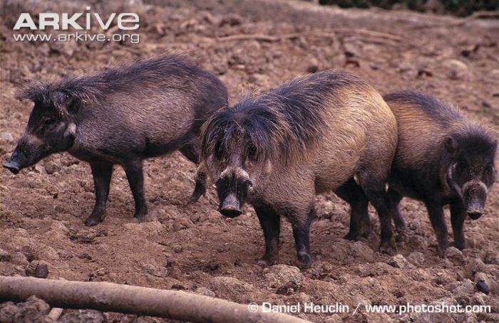 Visayan-warty-pigs