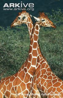 giraffes1 - x05-Girefele