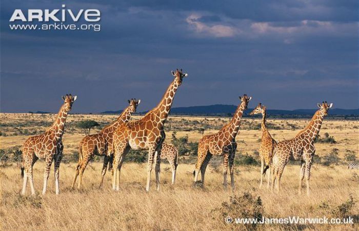 Herd-of-reticulated-giraffe - x05-Girefele