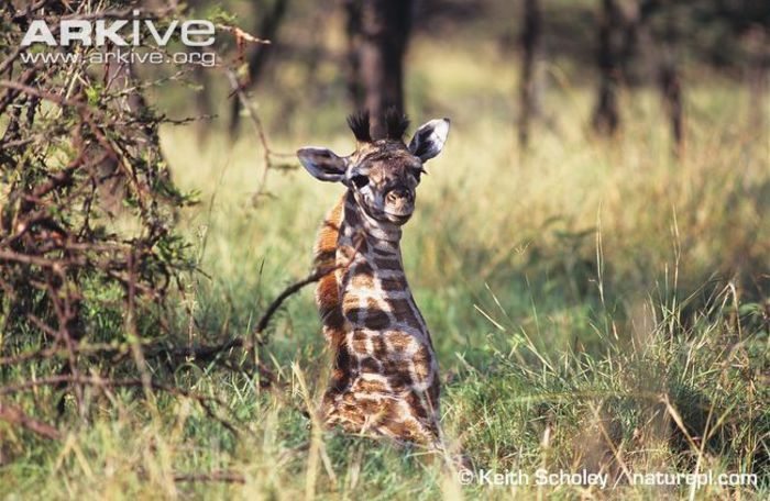 Infant-Masai-giraffe - x05-Girefele