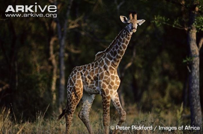 Juvenile-southern-giraffe - x05-Girefele