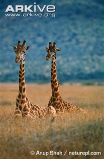 Pair-of-masai-giraffes-lying-down