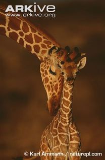 Reticulated-giraffe-female-with-young - x05-Girefele