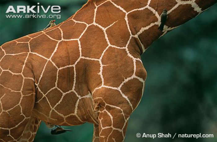 Reticulated-giraffe-skin-pattern - x05-Girefele