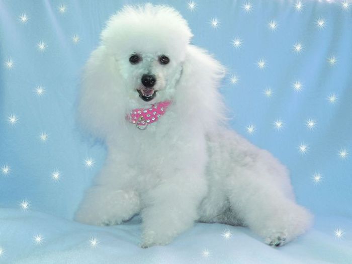 French Poodle_800 - x06-Pudelul Frantuzesc