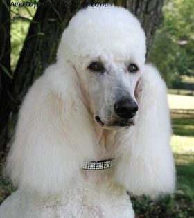 standard-poodle - x06-Pudelul Frantuzesc