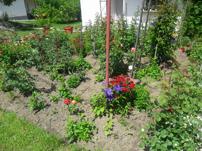 SAM_3797 - diverse - flori de gradina 2013