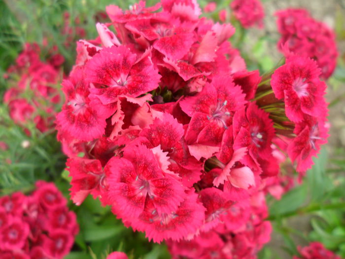 Garofite - diverse - flori de gradina 2013