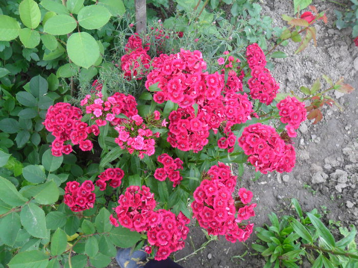 SAM_3820 - diverse - flori de gradina 2013