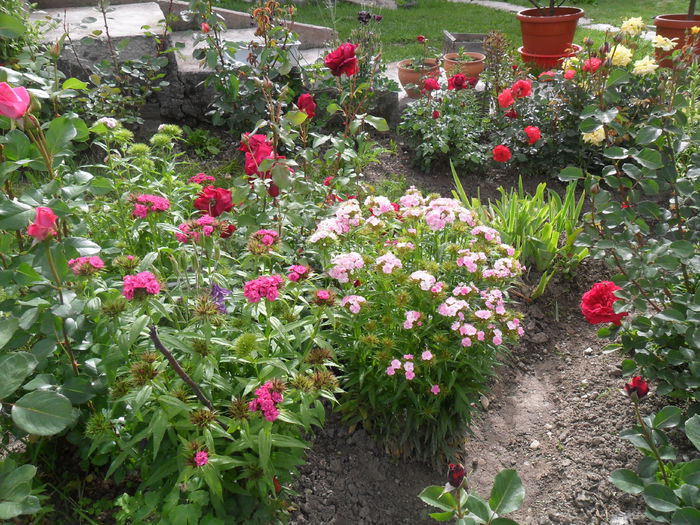 SAM_3827 - diverse - flori de gradina 2013