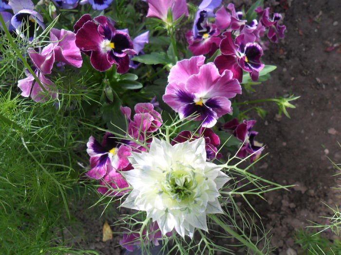 SAM_3834 - diverse - flori de gradina 2013