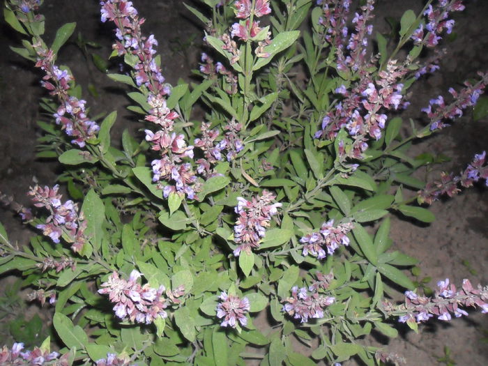 salvie medicinala - diverse - flori de gradina 2013