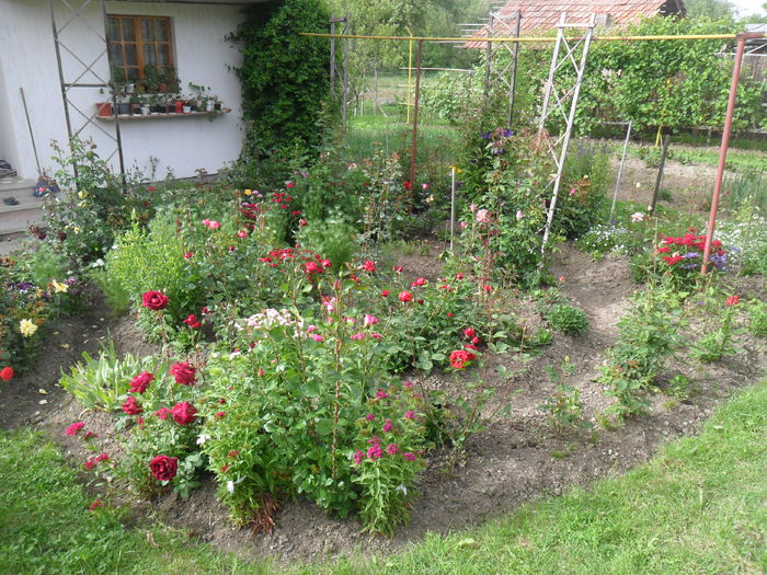 SAM_3830 - diverse - flori de gradina 2013