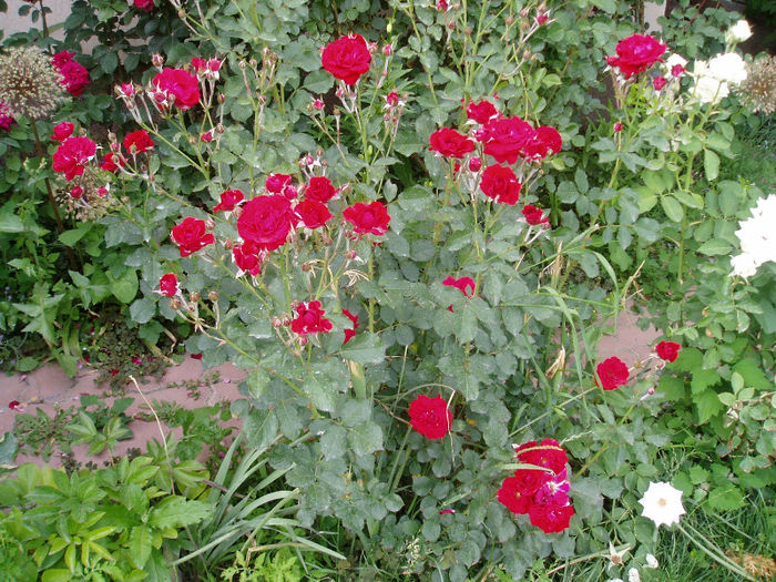 P1010105