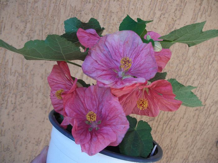 015 - Abutilon